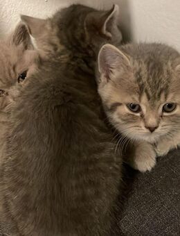 BKH kitten suchen ein wubdervolles Zuhause - Eschborn