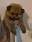 reinrassige Zwergspitz Pomerian weibchen welpe in 32758