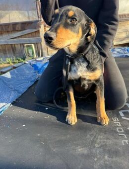 Unser Benny sucht seine Entdecker - Gerlingen