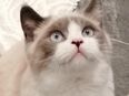 Wunderschöner Reinrassige BKH Junge Kater. in 73312