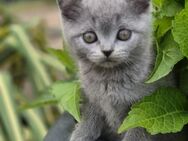 BKH Kitten suchen ein liebevolles neues Zuhause - Kreuztal
