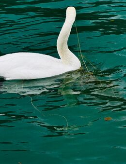 Ab sofort ist Cämpingplatz mit Wohnwagen usw zum Verkauf bereit. - Braunschweig