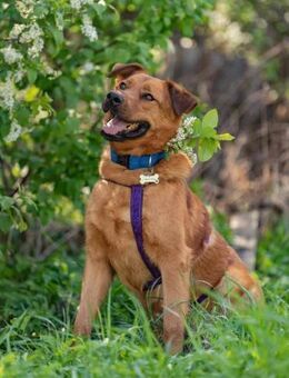 Wunderbarer Mandarin sucht dich! - Duisburg