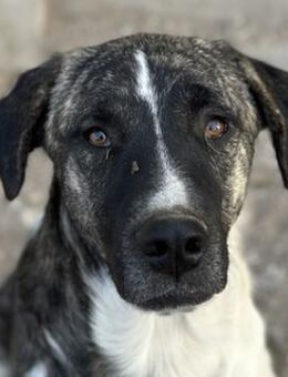 Filino, geb. ca. 07/2023, lebt in GR - Markdorf