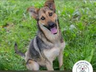 Chip 248296: Junghund sucht ein Zuhause - Kirchzell