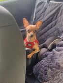 Chihuahua Mischlings Mädchen in 56745