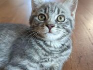BKH Britsch Kurzhaar Kitten zu verkaufen - Niederweningen