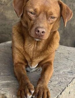 MANDERLEY - süße Maus sucht Plätzchen - Weiterstadt