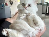 1 Perser Kitten, Kätzchen, Katze, Creme, Weiß - Lichtenfels (Bayern)