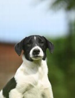 Domino - sanfter Hundejunge - Linden (Hessen)