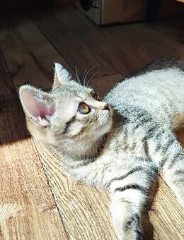3 süße reinrassige BKH Kätzchen Kitten abgabebereit - Welzheim