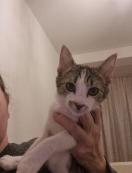 Sofie sucht liebevolles Zuhause 💛 - Freilassing