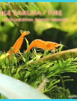 Zwerggarnelen Orange Sakaura - Rattenberg