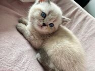 Süße bkh kitten sucht neues zu hause - Dorsten