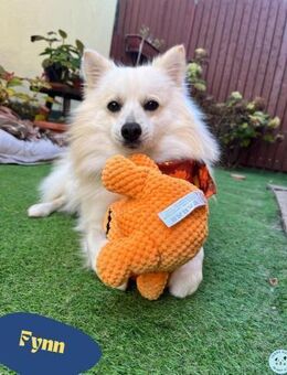 Fynn SR - superfreundlich, verspielt - Rheine