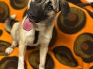 Verkuschelte Chloe sucht Zuhause ab Juli - Berlin