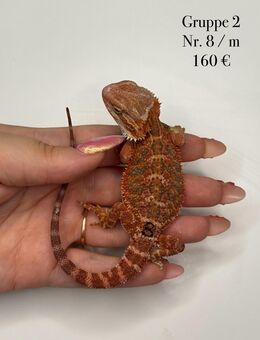 Farb-Bartagamen Männchen (Pogona Vitticeps) Jungtier - Hünfeld (Konrad-Zuse-Stadt)