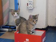 Kätzchen /Katzenbabys / Kitten - München Pasing-Obermenzing
