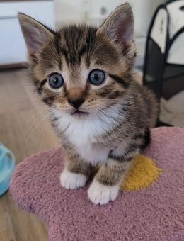 Kleinbleibende, hundeerfahrene Mix Kitten - Kehrig