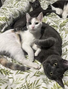 Molly und Shadow suchen ein Zuhause - Kleinostheim