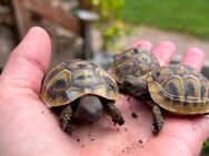 3 kleine Landschildkröten zu verkaufen - Bad Bramstedt Zentrum
