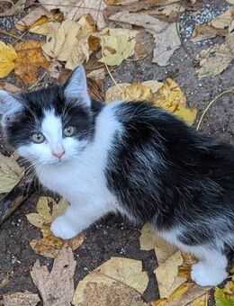 Süßes Katzenmädchen - Erfurt