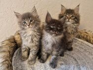 Maine Coon Kitten . - Nienburg (Weser)