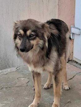 Elena - Schönheit sucht neues Zuhause - Blankenheim (Nordrhein-Westfalen)