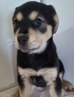 Welpe 13T - bezauberndes Welpenmädchen - Kallmünz