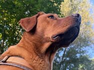 Suche: Gelegentliche Hundesitter:in, Hundesitting, Hundebetreuung - Dorfen