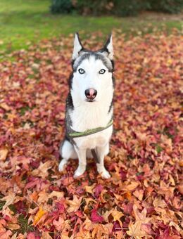 Wunderschöne Husky Hündin in liebevolle Hände abzugeben - Schönefeld