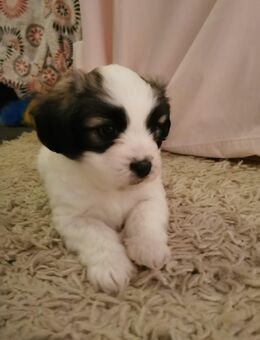 Malteser Welpen zu verkaufen - Hameln