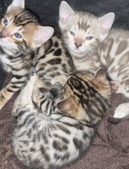 Bengalkitten - Frankfurt (Main) Nied