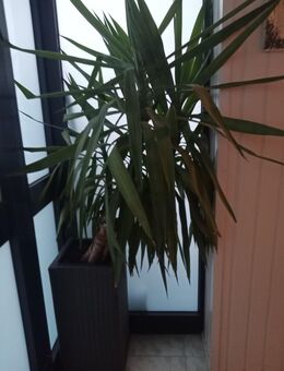 Yucca Palme mit Gefäß zu verkaufen. - Burscheid