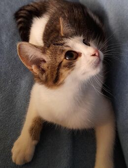 Katze suchen Neue Haus. - Gerstungen