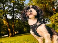 Wir suchen ein neues Zuhause für Unsere liebe Shih Tzu-Hündin Lili (7 Monate alt) - Potsdam Zentrum