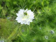 Jungfer im Grünen Samen blau Nigella Blume Pflanze Jungfer-im-Grünen insektenfreundliche seed Blumensamen für Bienen Hummeln Schmetterlinge und meh insektenfreundlich Geschenk SWR Blumenwiese - Pfedelbach
