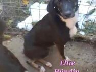 Ellie -freundliches Hundemädchen sucht - Gelenau (Erzgebirge)