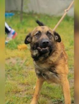 Jony LM aktiver Junghund - Neustadt (Rübenberge)