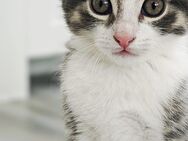 BKH Kitten - Niedereschach