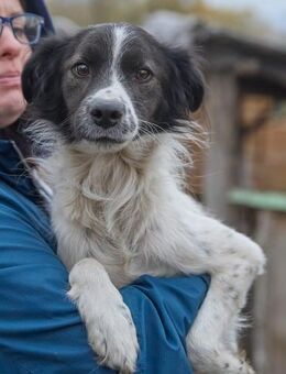 Romeo❤️sucht Pflege- oder Endstelle - Rott (Inn)