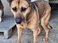 Blinder Jupp - HOSPIZPLATZ gesucht - Weilheim (Oberbayern)