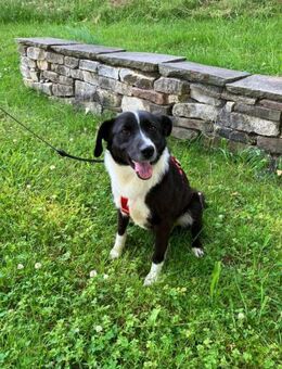 Pfote sucht Herz - Pirmasens