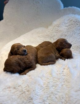 Red-Maltipoo/ Toypudel-Welpen in liebevolle Hände abzugeben - Steinfurt