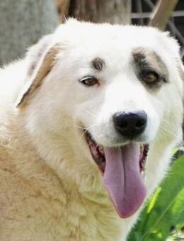 Aroma sucht ein behütetes Zuhause - Sehnde