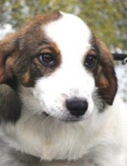 Benaja ist offen, neugierig und so süß - Karben