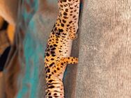 2 Leopardgecko Weibchen - Dortmund