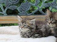 Sibirische Katzenbabys - Kitten– Reinrassig mit Ahnentafel - Dachsberg (Schwarzwald)