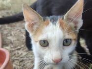 Fiona aus dem Tierschutz - Grevenbroich