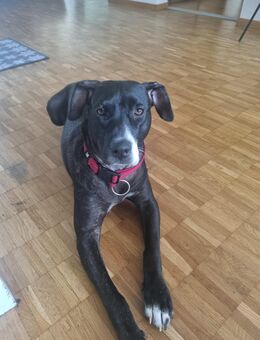 Hunde Welpe Mischling - Wil SG